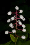 White baneberry <BR>Doll's eyes